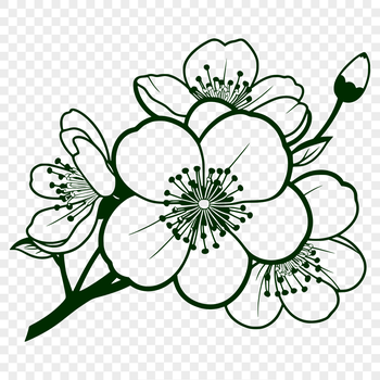 A stylized illustration of a cherry blossom flower, suitable for vector design projects.