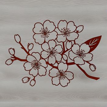 A single cherry blossom in full bloom with pink petals.