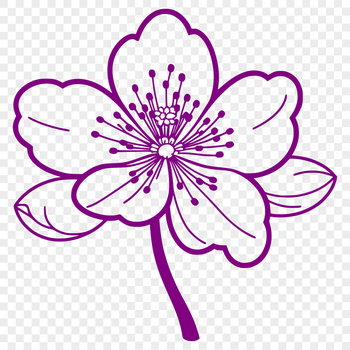 An isolated vector representation of a single cherry blossom flower with intricate details.