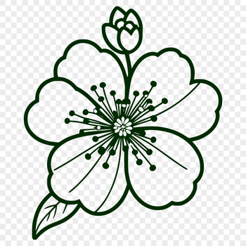 Vector illustration of a blooming cherry blossom flower in detail.