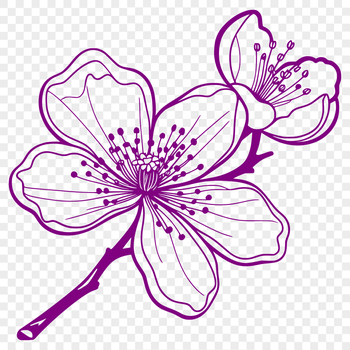 A single cherry blossom with delicate pink petals against a green stem.