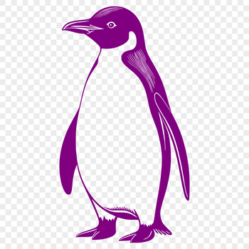 An illustration of a bird with distinctive black and white feathers.