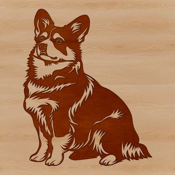 A small to medium-sized dog breed sitting on its hind legs, with a sturdy build and short stature.