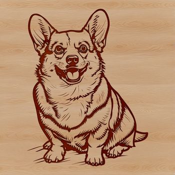 A sitting dog breed with short stature, identified as a Corgi.