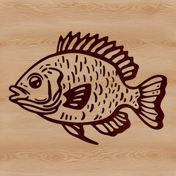 A illustration of a freshwater fish with distinctive markings and shape, commonly found in North American lakes and rivers.