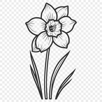 A stylized illustration of a daffodil flower in various colors, suitable for vector design and commercial or personal use.