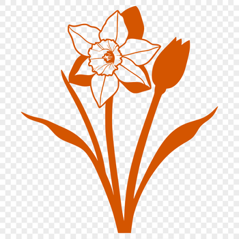 A single, vibrant yellow daffodil flower with trumpet-shaped blooms, ideal for digital designs.