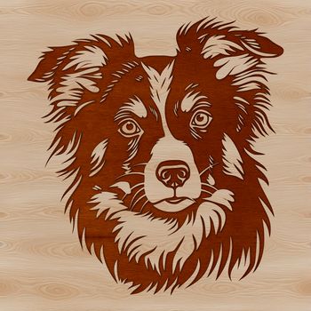 Vector art design featuring a portrait of a mature Australian Shepherd dog.