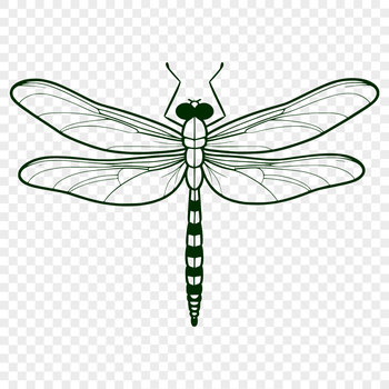 Illustrative dragonfly vector art design for graphic projects.