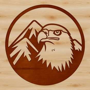 A detailed illustration of a bald eagle's head, showcasing its distinctive features and feathers.