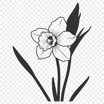 A white daffodil flower blooms on a green stem, symbolizing spring and new life.