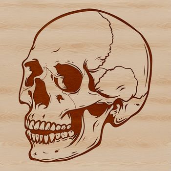 A stylized 2D illustration of a human skull.