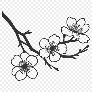 An ornamental vector design featuring a single blooming sakura flower with delicate petals.