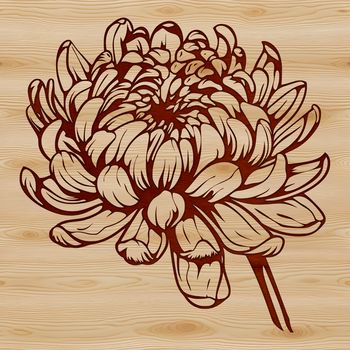 A high-quality digital illustration of a chrysanthemum flower, suitable for use in gardening or floral designs.