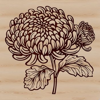 A detailed illustration of a chrysanthemum flower, suitable for graphic design and crafting projects.