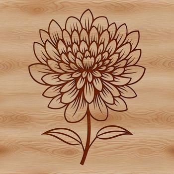 A detailed illustration of a chrysanthemum flower in high definition.