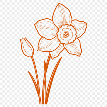 Close-up illustration of a daffodil plant with trumpet-shaped flower.