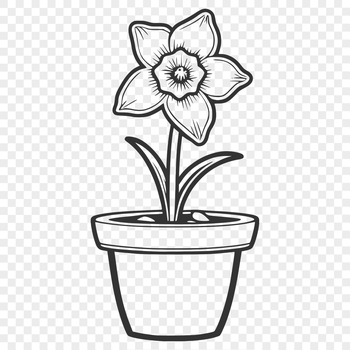 A single white daffodil flower growing in a small pot with green leaves and stem.