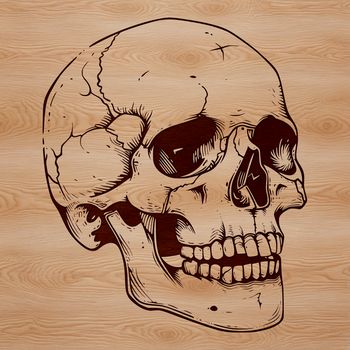A detailed illustration of a skull, suitable for various graphic designs and crafts.