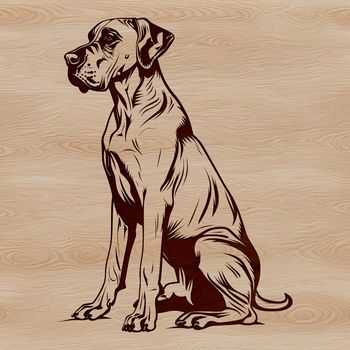 A large, muscular dog breed sitting on its haunches.