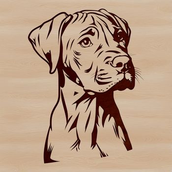 A close-up illustration of a Great Dane's head, suitable for vector art projects.