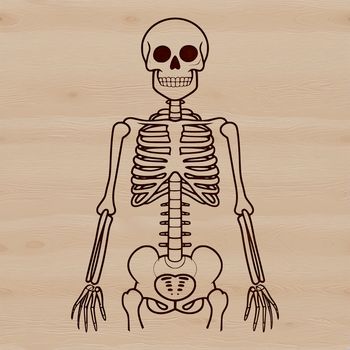 An SVG vector graphic representation of a single human skeleton figure with anatomical details.