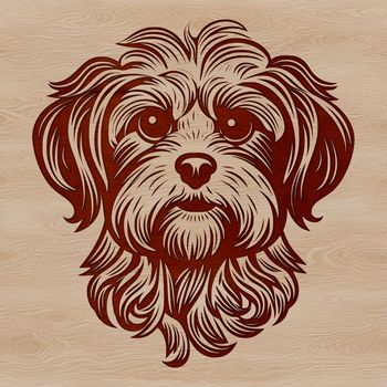 Vector graphic image of a Havanese breed dog showing its distinctive characteristics.