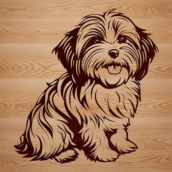 Close-up of a sitting Havanese dog face designed as clip art.