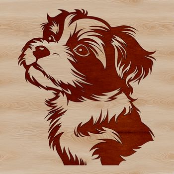 A small, fluffy white dog with long hair and a sweet expression.