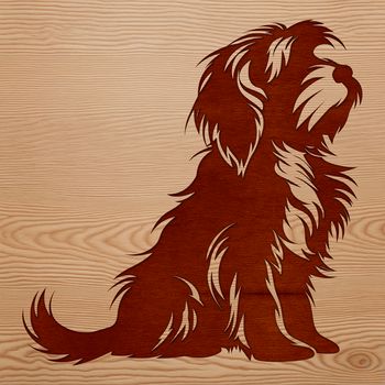 A small white dog breed with a curly coat, sitting on the floor.