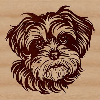 Portrait of a small breed dog with a curly coat.