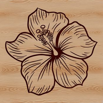 Close-up illustration of a single hibiscus flower, suitable for vector design and digital crafting.