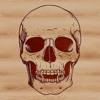 A stylized illustration of a skull, suitable for vector-based designs.