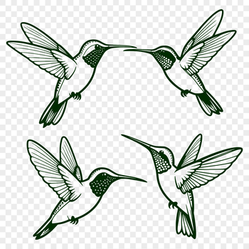 An iconic vector design featuring a hummingbird with intricate details.