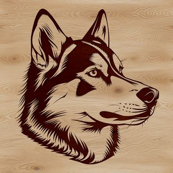 A portrait of a Siberian Husky dog's head.