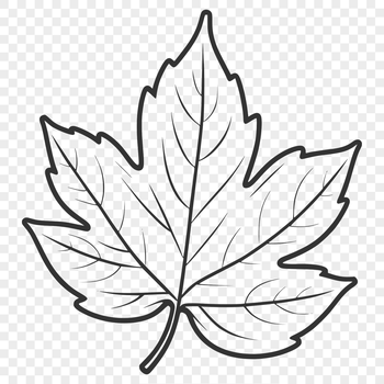 A detailed illustration of a single maple leaf with veins and edges.