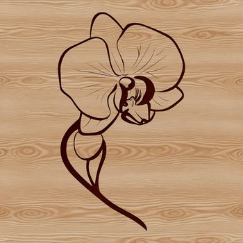 A detailed vector illustration of a blooming orchid plant with delicate petals and stem.
