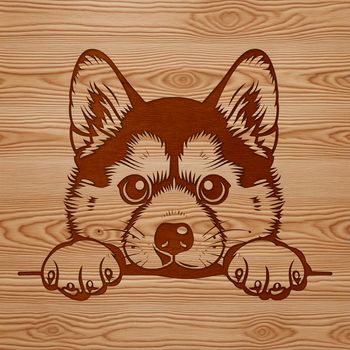 A Shiba Inu dog peeking out from behind a object, illustration style.
