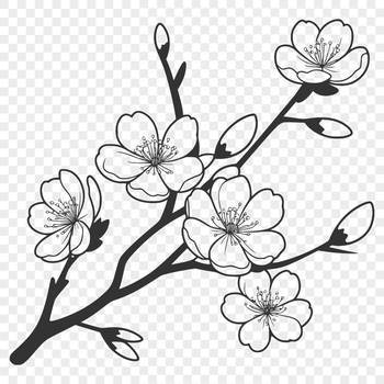 Detailed illustration of a cherry blossom flower in bloom, suitable for vector graphics and digital designs.