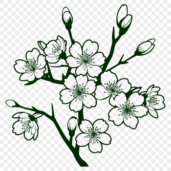 Illustration of a blooming cherry blossom flower in vector format.