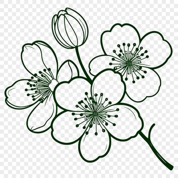 A highly detailed illustration of a cherry blossom in full bloom.