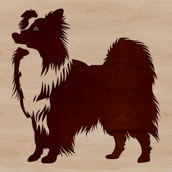 A small breed dog with a fluffy coat, standing on four legs.