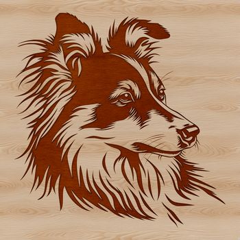 A breed-specific illustration of the Shetland Sheepdog, suitable for use as clip art in various digital projects.