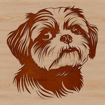 A close-up view of a Shih Tzu's head, featuring a small, fluffy dog with a distinctive face and ears.