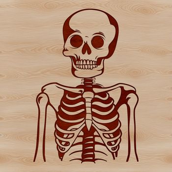 A human skeleton in vector format, suitable for cutting or laser engraving projects.