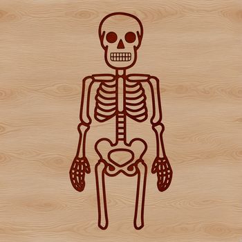 An illustration of a standing human skeleton in a simple vector design.