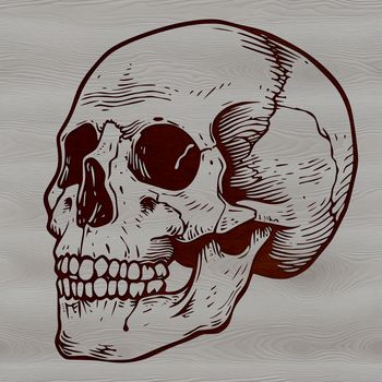 A detailed illustration of a skull, suitable for vector designs in various formats including PDF and DXF.