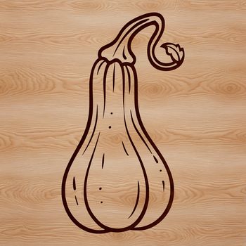A detailed illustration of a squash with intricate texture, suitable for vector art design projects.