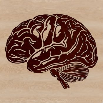 A detailed illustration of the human brain's anatomy, created as a vector graphic for design and printing purposes.