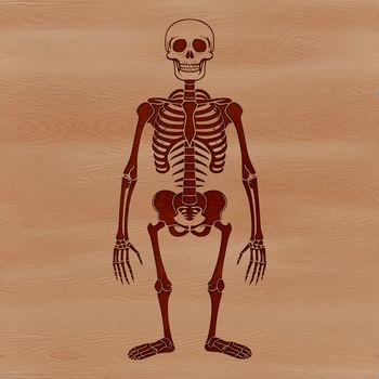 A 2D illustration of a standing human skeleton in black lines on a transparent background.